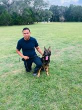 Policías del Grupo K9 se capacitan en Texas; fortalecerán la seguridad con nuevos binomios especializados