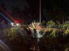 árbol caído siendo cortado por bombero perteneciente al grupo de protección civil del estado de Aguascalientes
