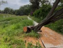 Denuncian tala de mezquite en La Pona; municipio justifica la intervención por caída de árbol tras reblandecimiento del terreno
