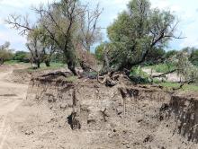 ECOCIDIO EN EL GIGANTE