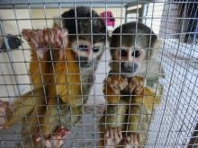 VENTA ILEGAL DE ESPECIES 
