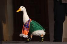 Preocupa a autoridades moda de “Pato Merlin”; deriva en sacrificios de animales, o enfermedades, advierten