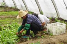 Piden agroempresarios que campo sea prioridad en negociaciones de TMEC