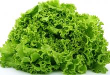 Lechuga iceberg 