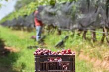Productores de uva de Cosío podrán exportar su producto gracias a nueva cámara de refrigeración