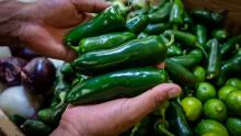 Cofepris descarta presencia de salmonela en chiles jalapeños mexicanos
