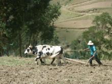Agroempresarios del estado aseguran que robo a ganado ha desaparecido y descartan huachicol de leche