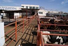 Llegan los primeros casos de gusano barrenador del ganado a rastro municipal; además atienden a mascota infectada en hospital veterinario